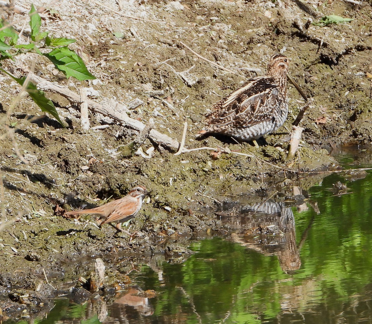 Song Sparrow - ML533060401