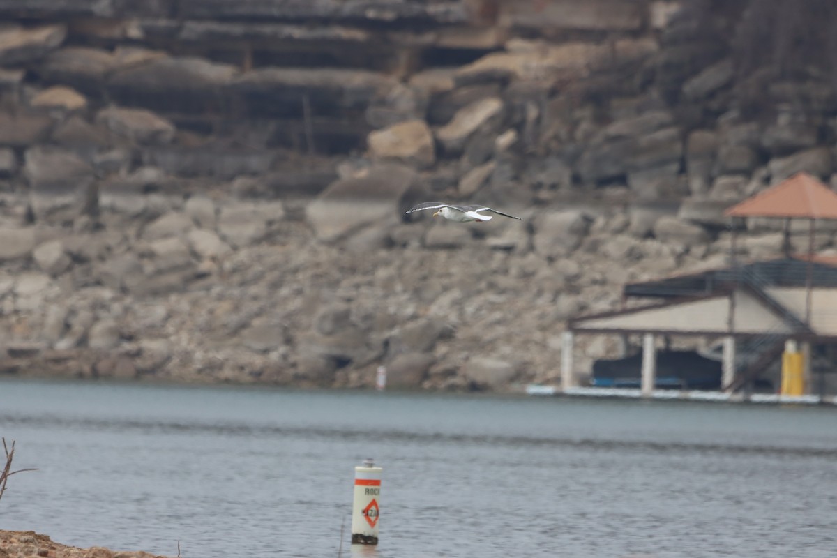 Slaty-backed Gull - ML533060821