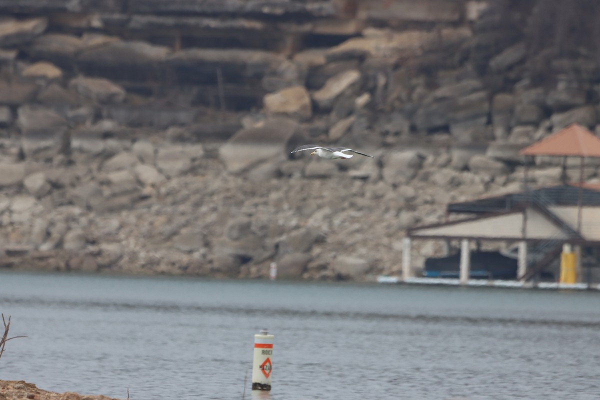 Gaviota de Kamchatka - ML533060821