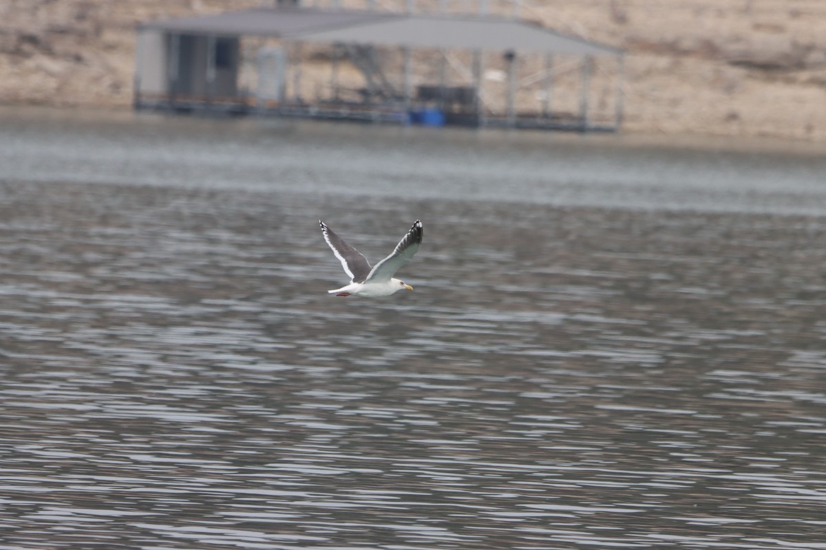 Gaviota de Kamchatka - ML533061131