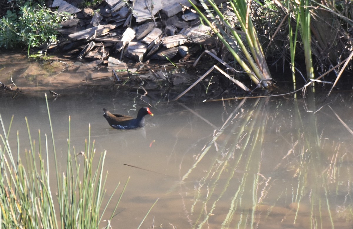 Eurasian Moorhen - ML533063231