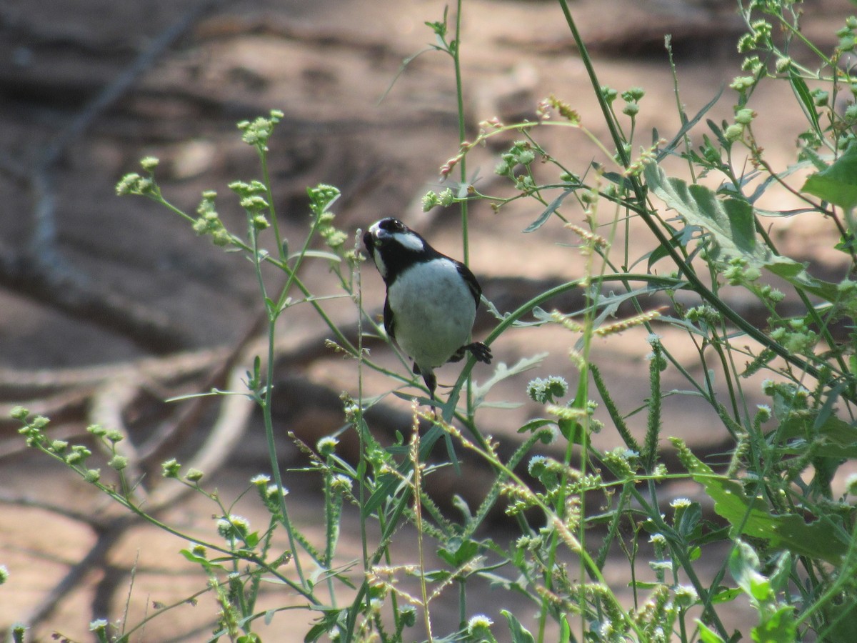 Lined Seedeater - ML533063621