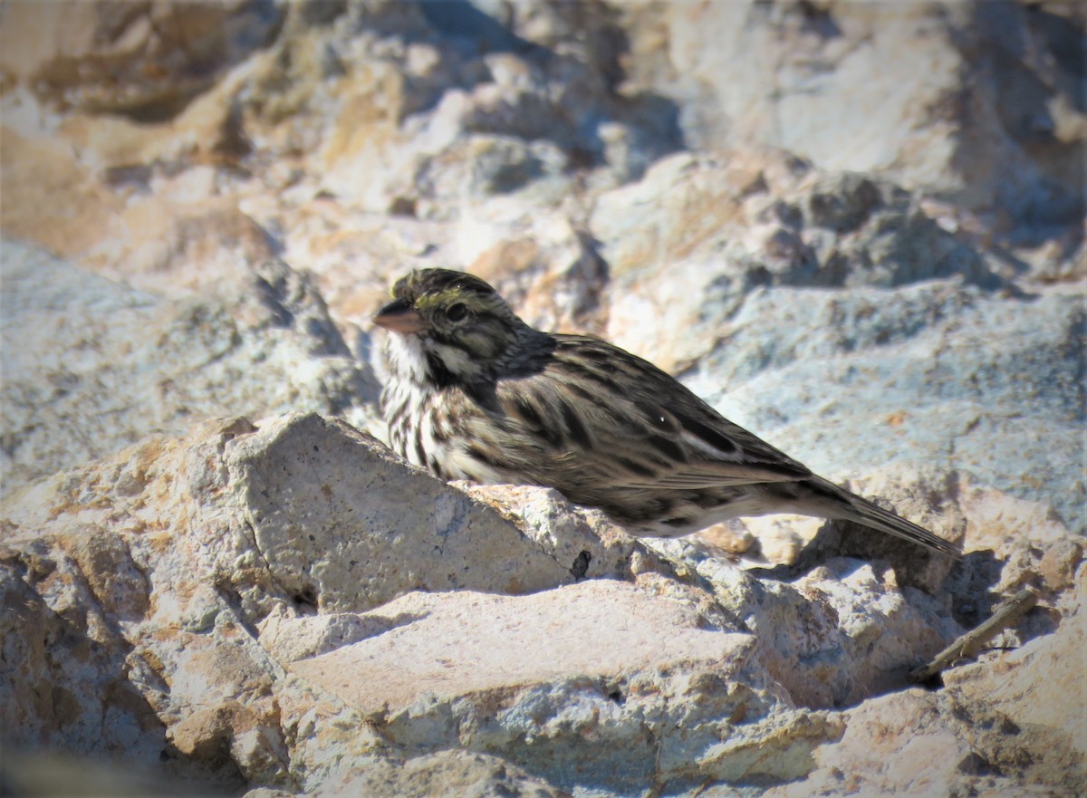 Savannah Sparrow (Belding's) - ML533064141