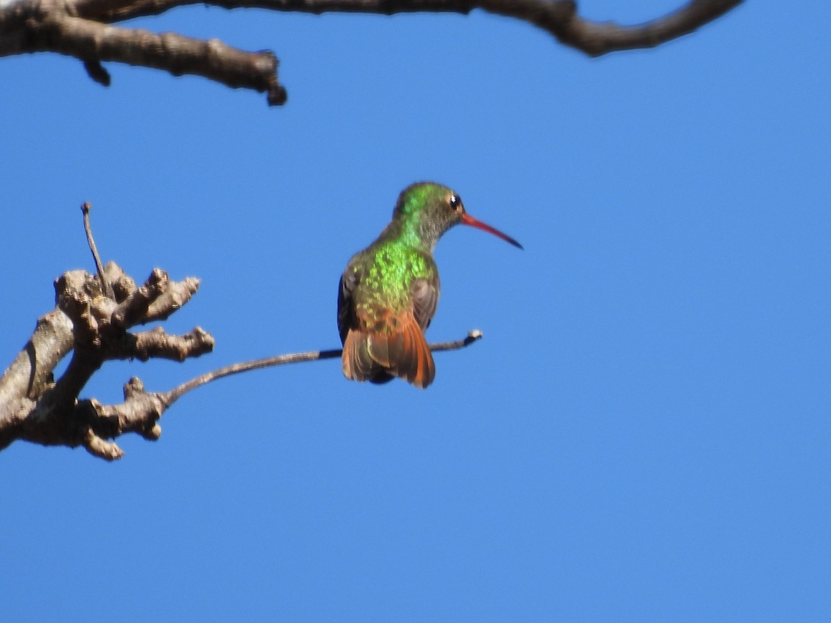 kolibřík yukatanský - ML533064301