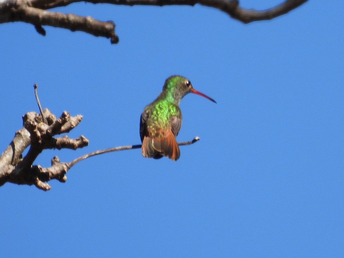 Buff-bellied Hummingbird - ML533064301