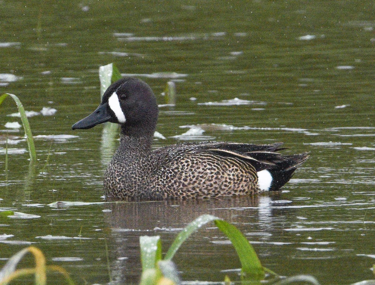 Blue-winged Teal - ML53306571