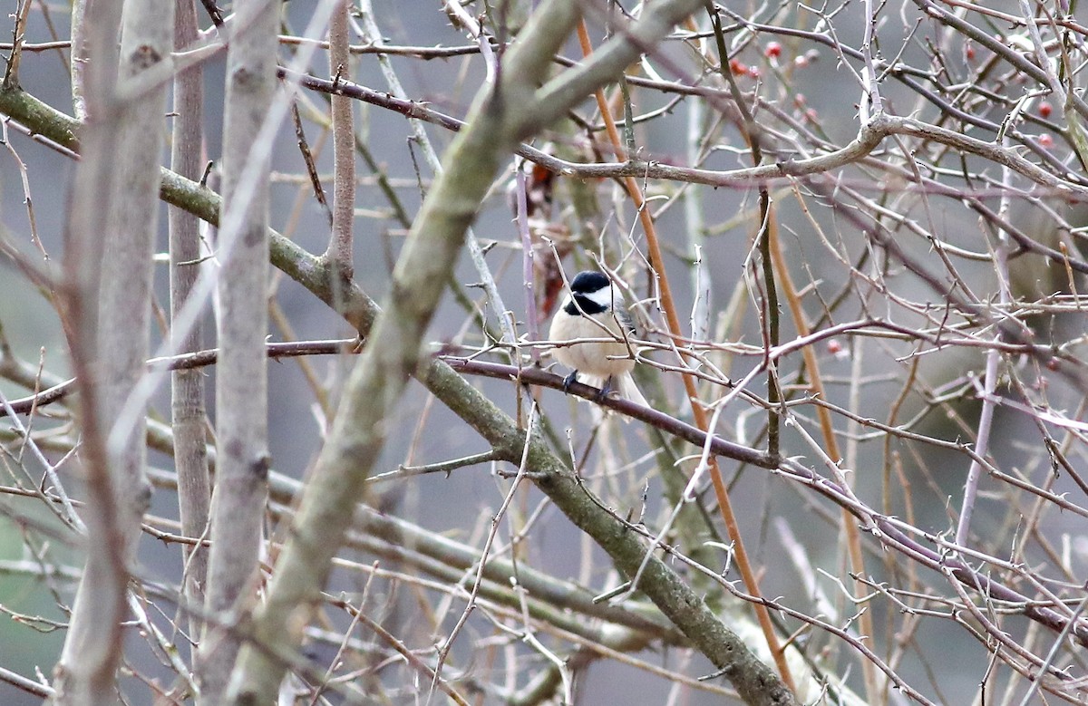 Carolina Chickadee - ML533066221