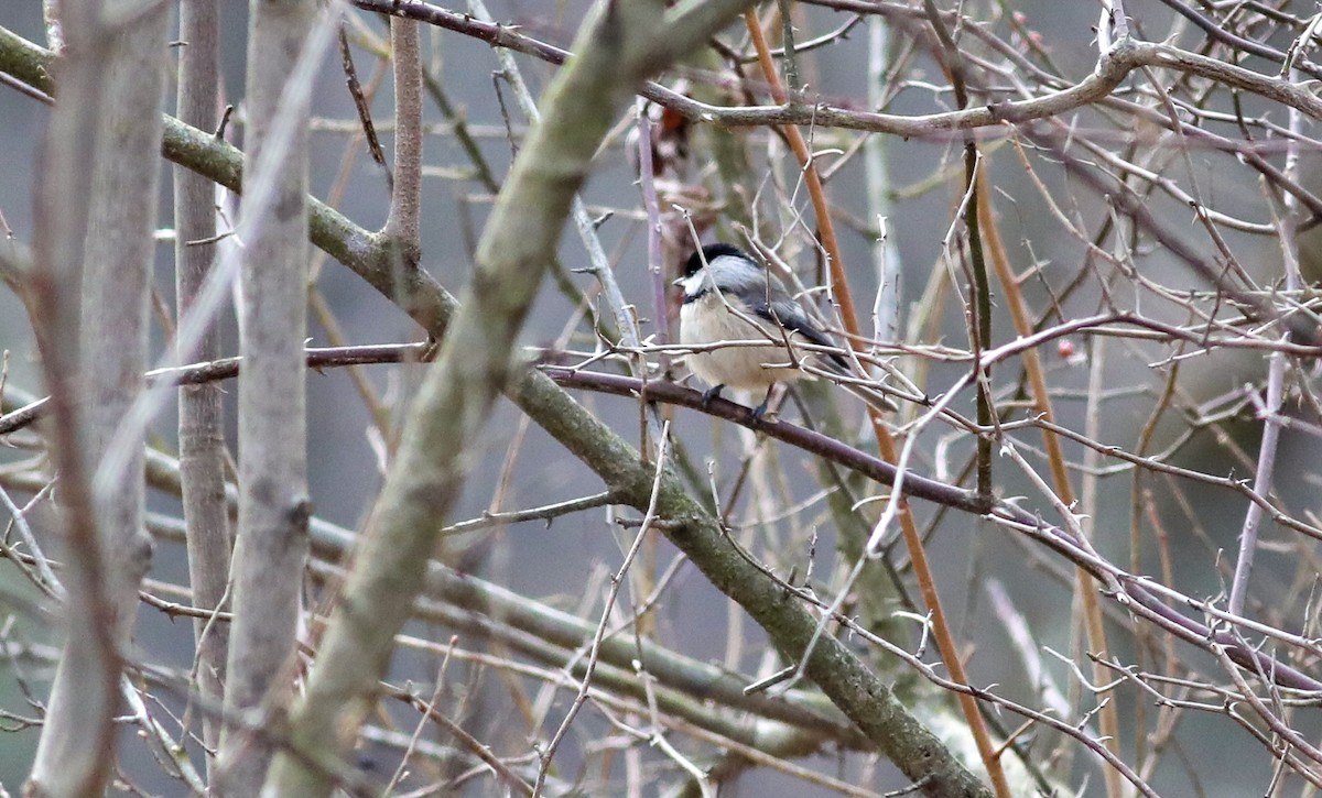 Carolina Chickadee - ML533066231