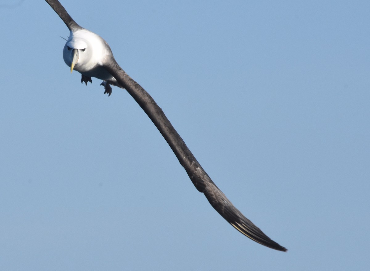 White-capped Albatross - ML533066371