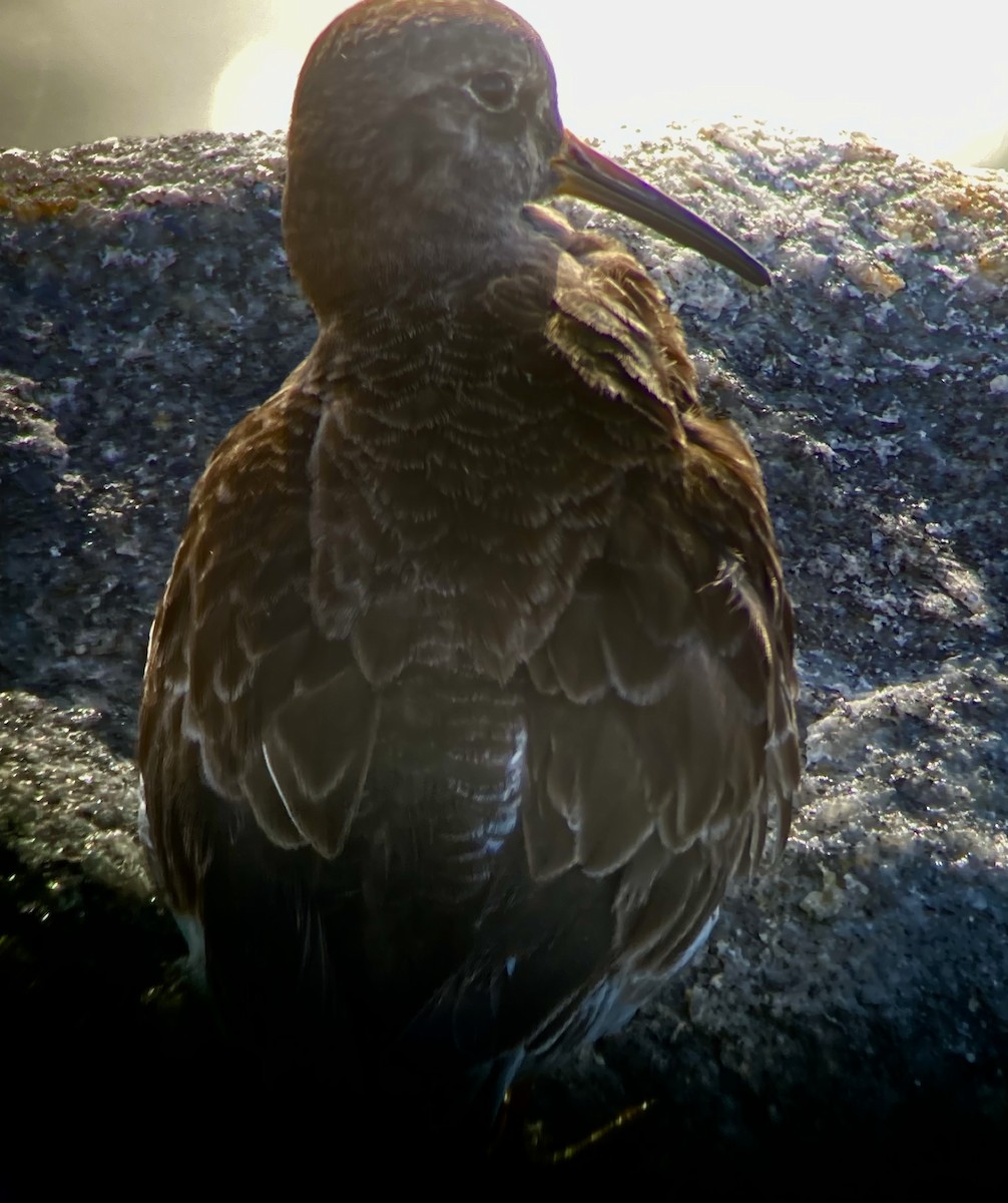 jespák mořský - ML533066481