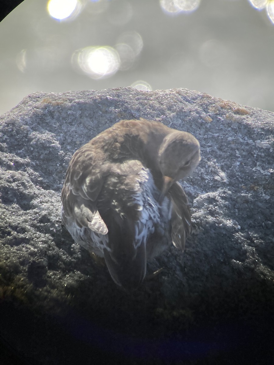 jespák mořský - ML533066491