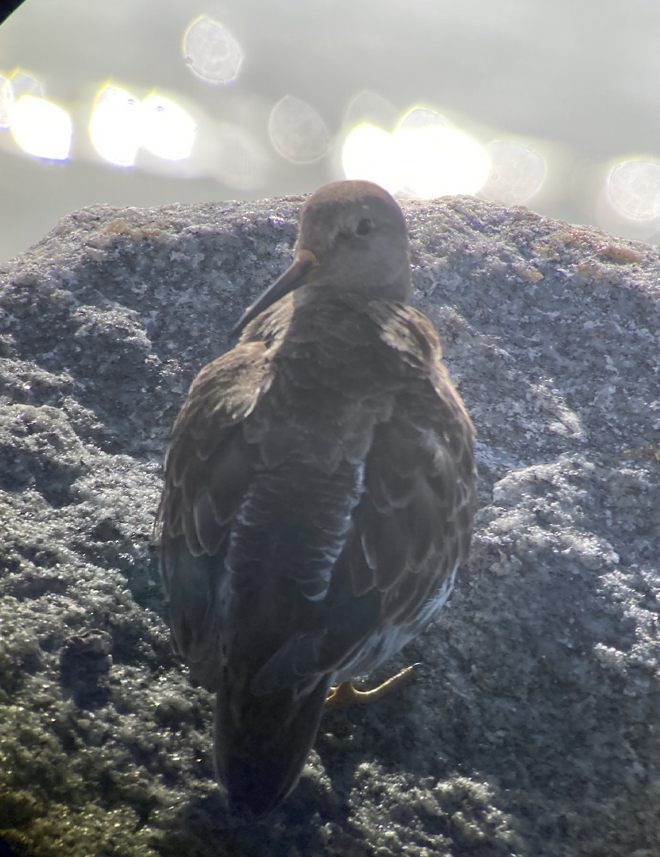 jespák mořský - ML533066501