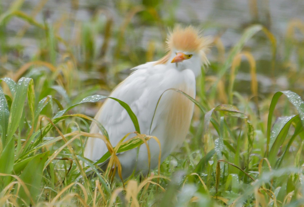 Western Cattle-Egret - ML53306661