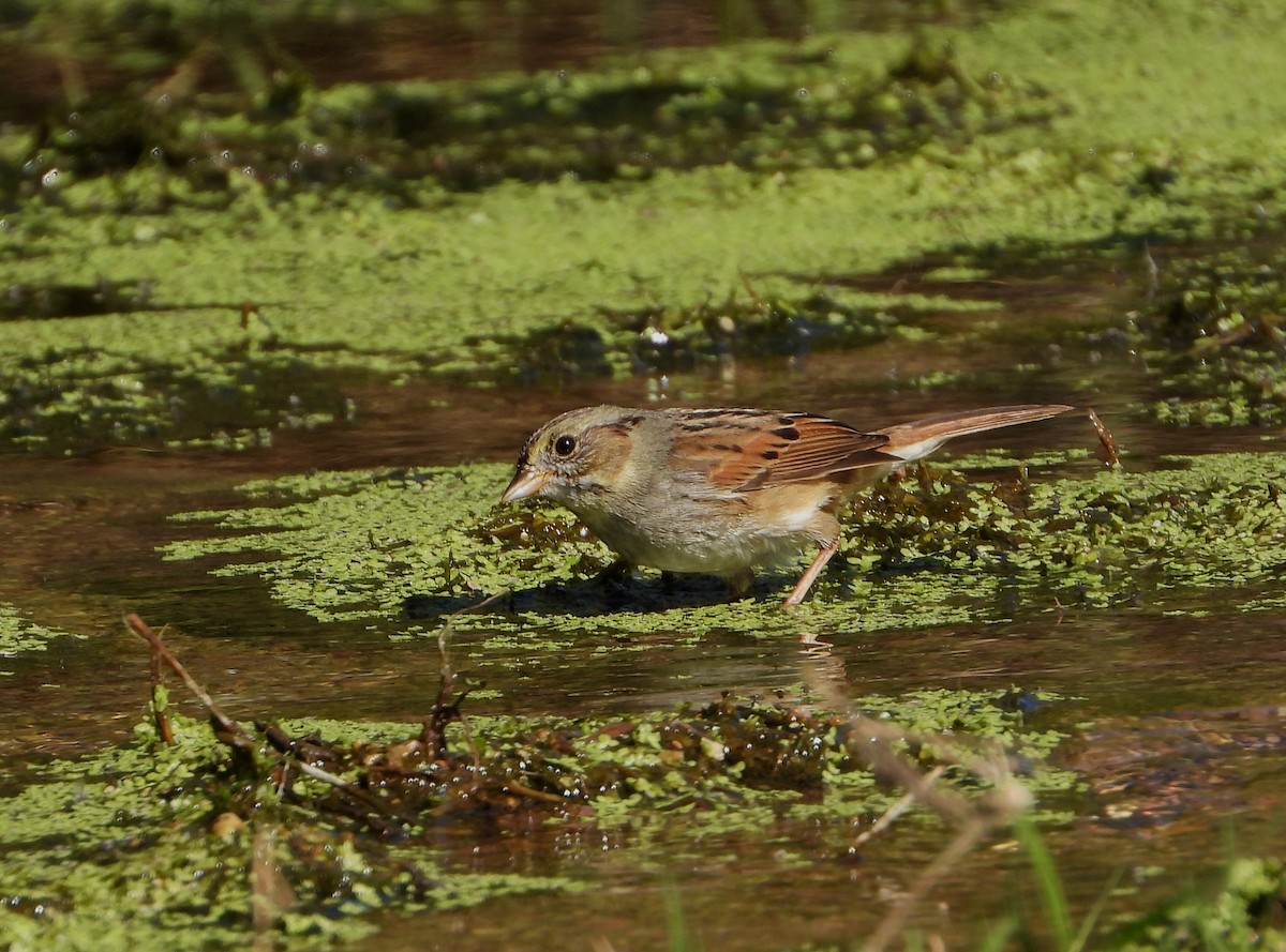 Swamp Sparrow - ML533066921