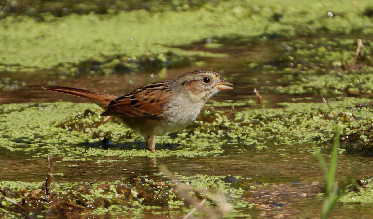 Swamp Sparrow - ML533066931