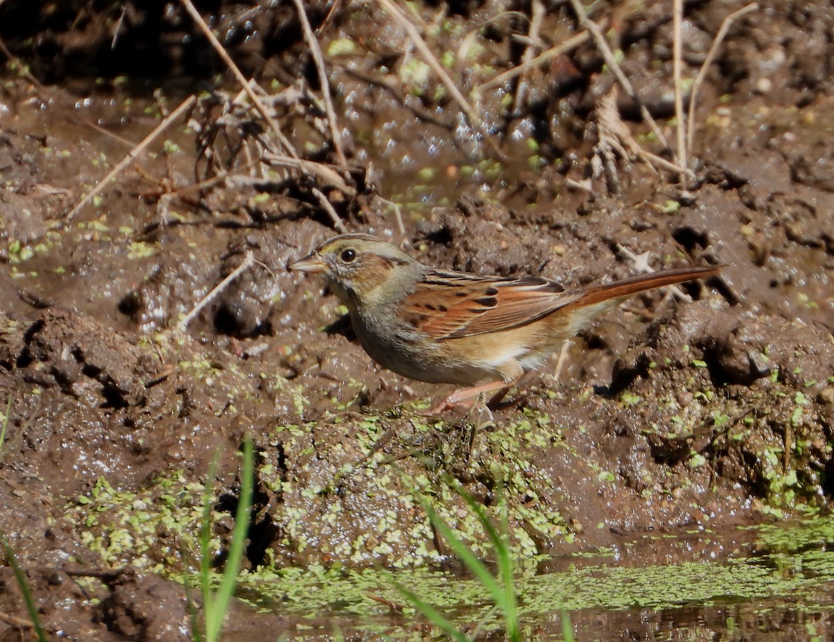 Swamp Sparrow - ML533066941