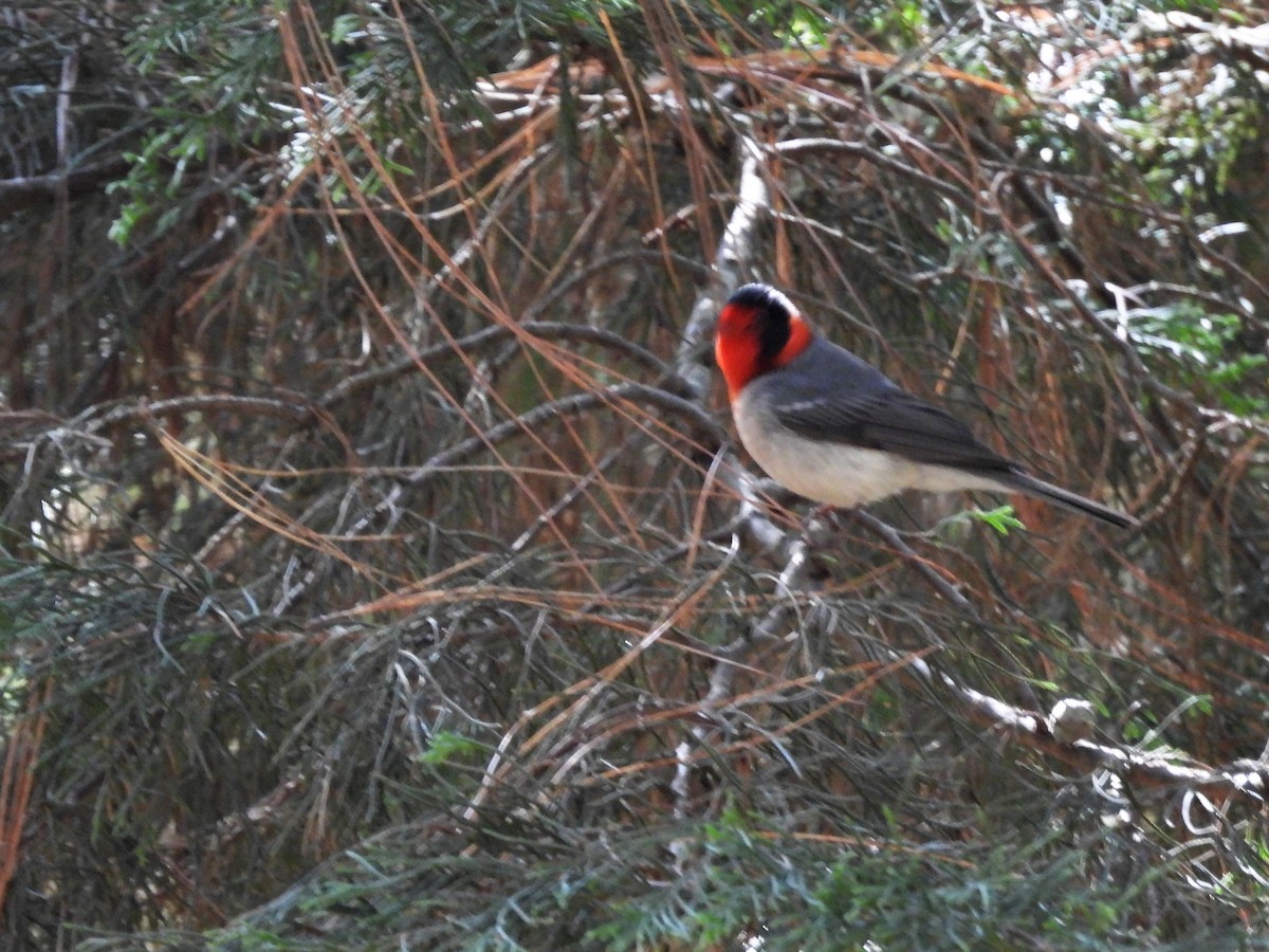 Red-faced Warbler - ML533067011