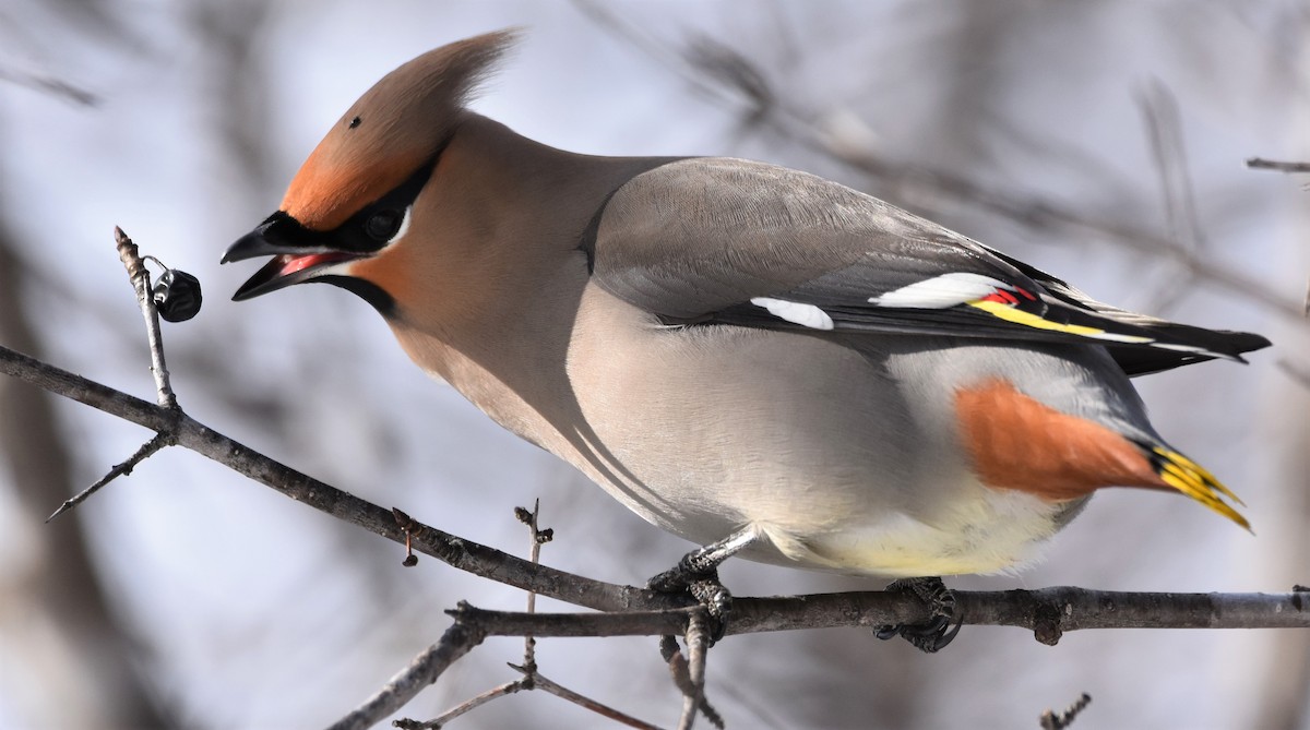 Bohemian Waxwing - ML533068501