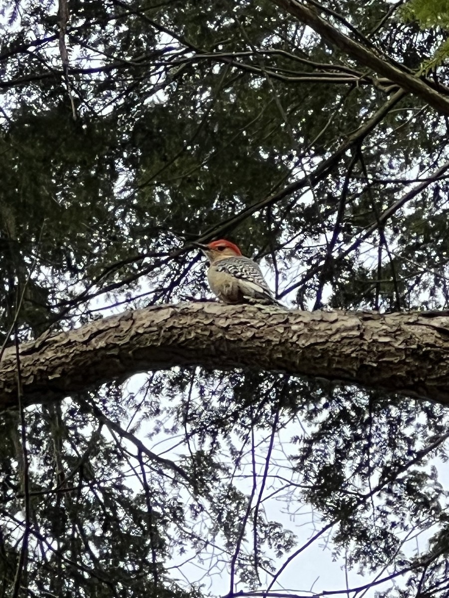 Red-bellied Woodpecker - ML533069031