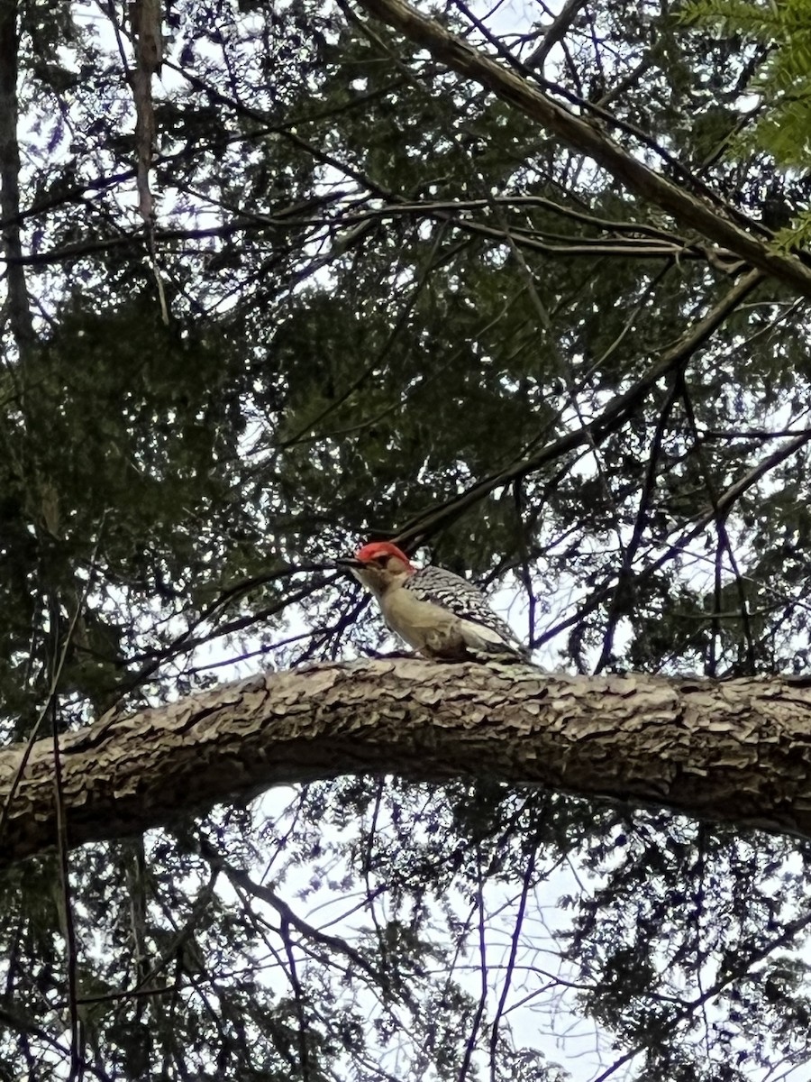 Red-bellied Woodpecker - ML533069041