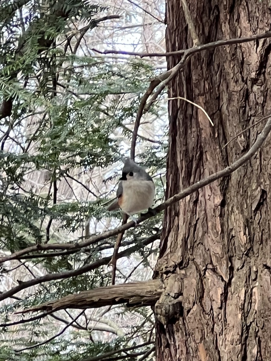 Tufted Titmouse - ML533069381