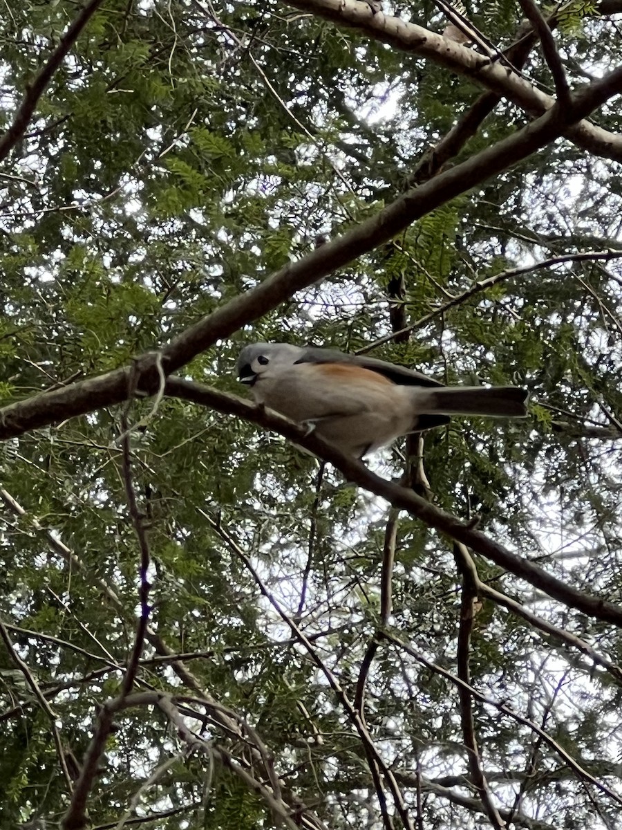 Tufted Titmouse - ML533069391