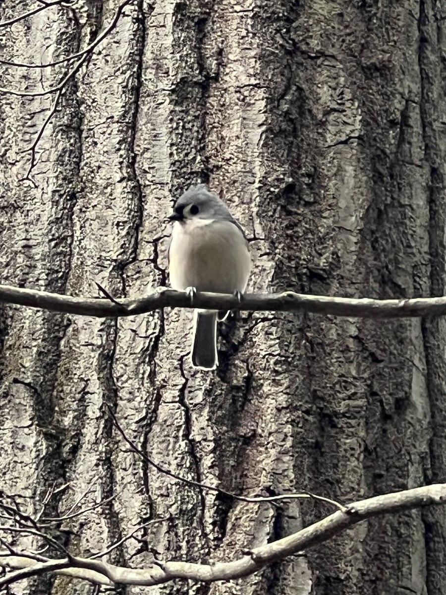 Tufted Titmouse - ML533069401