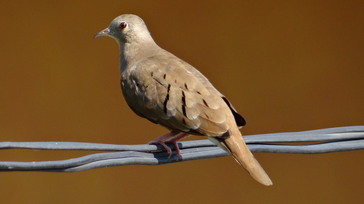 Ruddy Ground Dove - Aurelio Molina Hernández