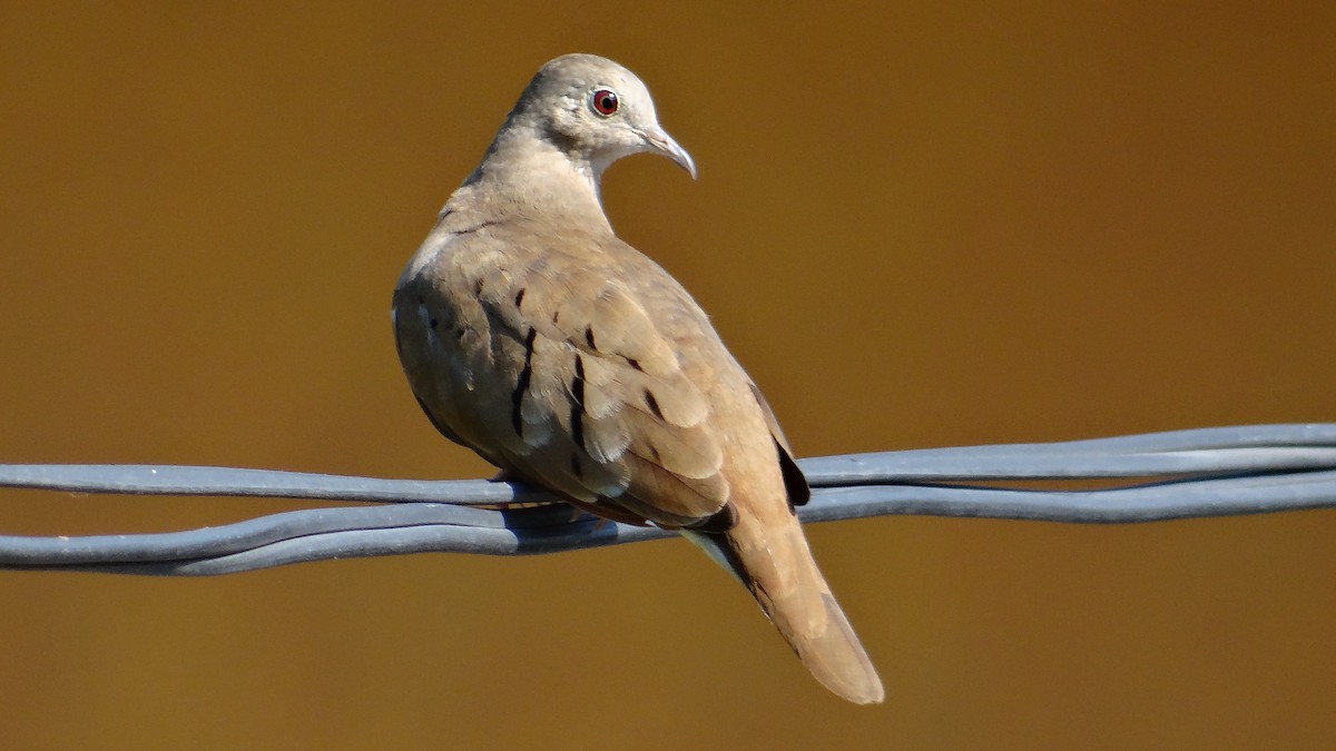 Ruddy Ground Dove - ML53307021