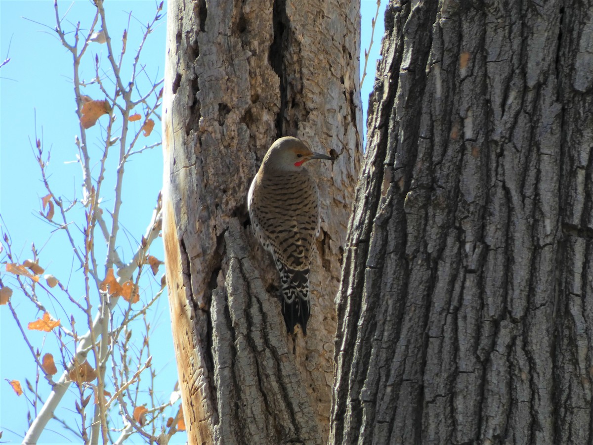 Northern Flicker - Judy Lazarus Yellon