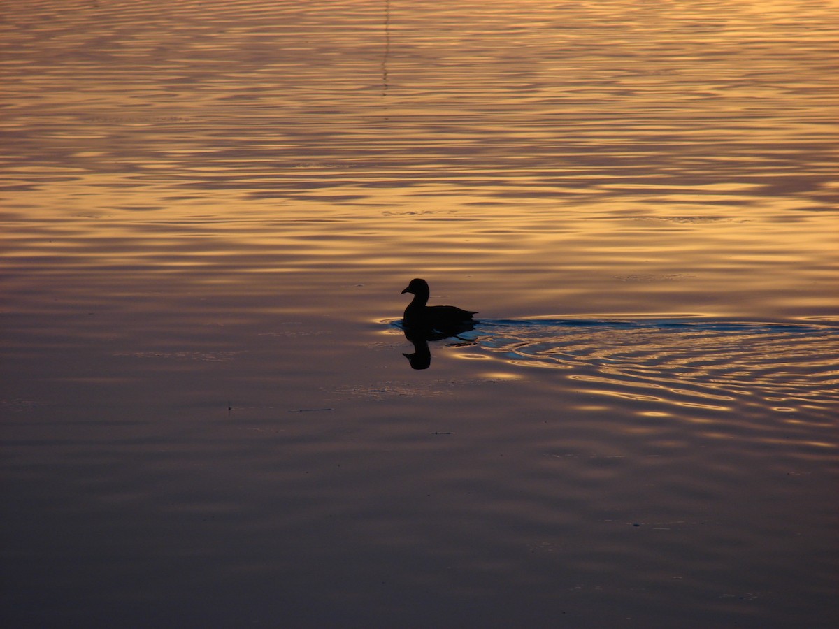 American Coot (Red-shielded) - ML533070271