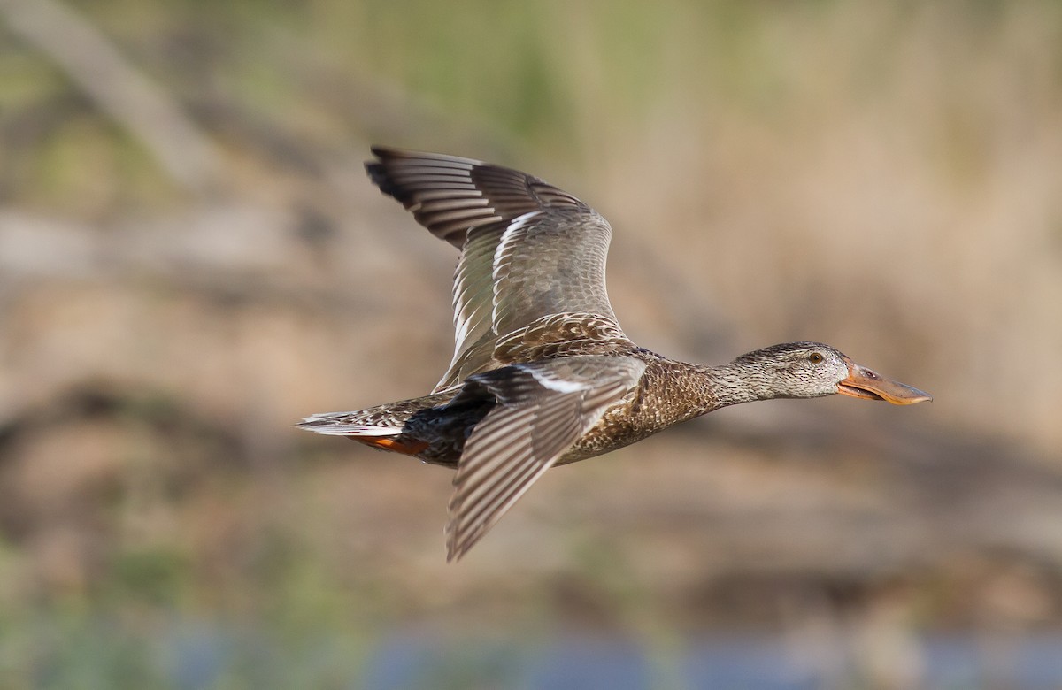 Northern Shoveler - Nick Pulcinella