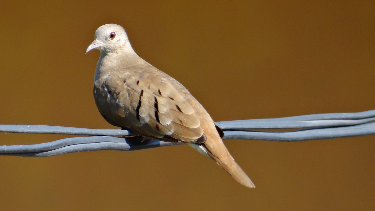 Ruddy Ground Dove - ML53307051