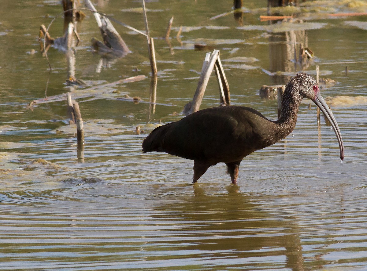 White-faced Ibis - ML53307141