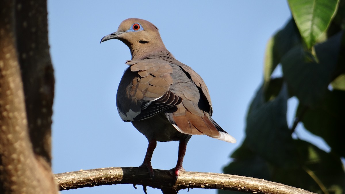 White-winged Dove - ML53307161