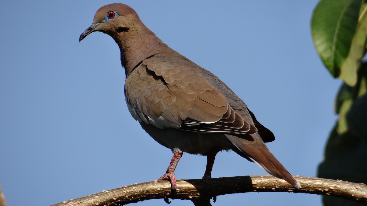 White-winged Dove - ML53307191