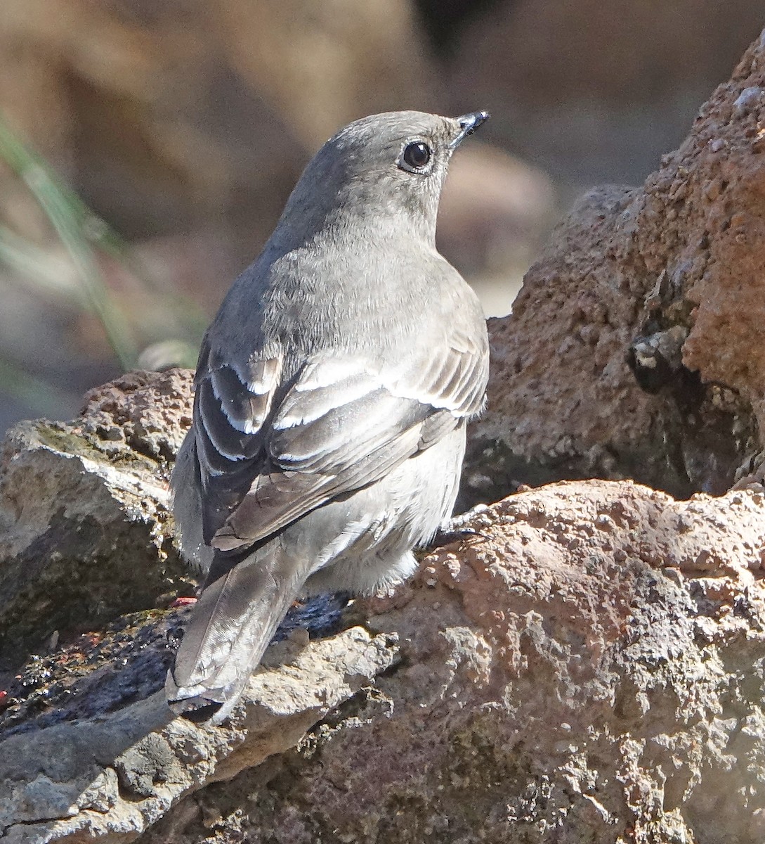 Townsend's Solitaire - ML533072101
