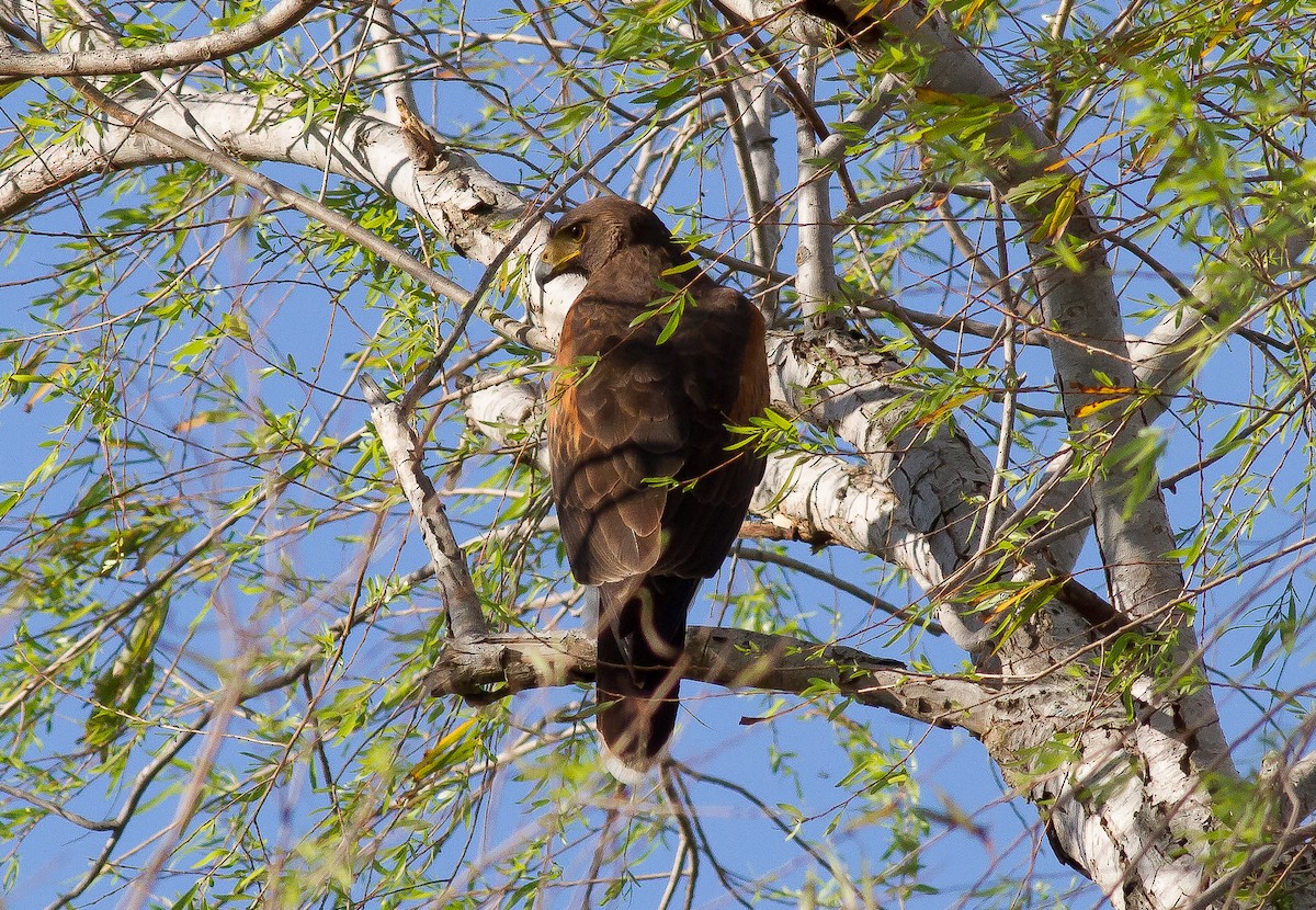 Harris's Hawk - ML53307221