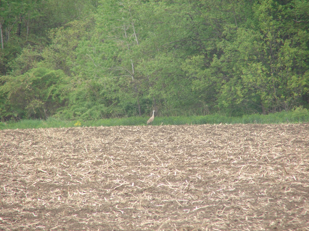 Sandhill Crane - ML533072931