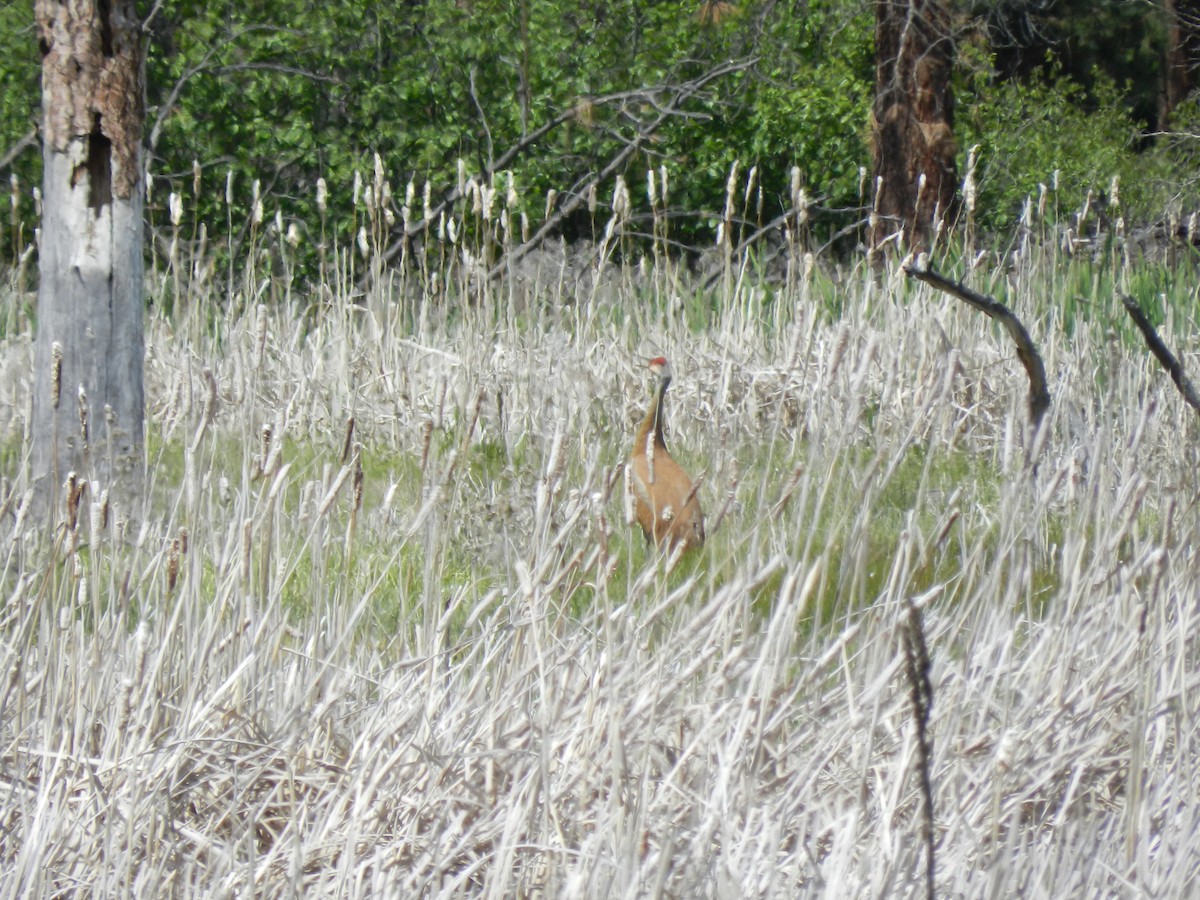 Sandhill Crane - ML533073341