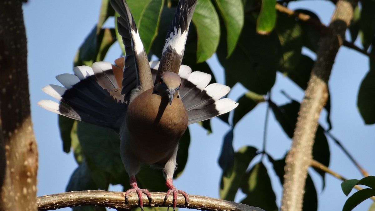 White-winged Dove - Aurelio Molina Hernández