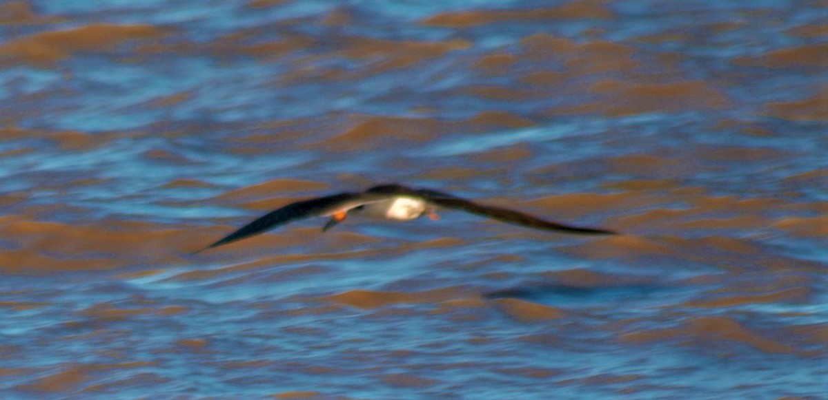 Black Skimmer - Jeffrey McCrary