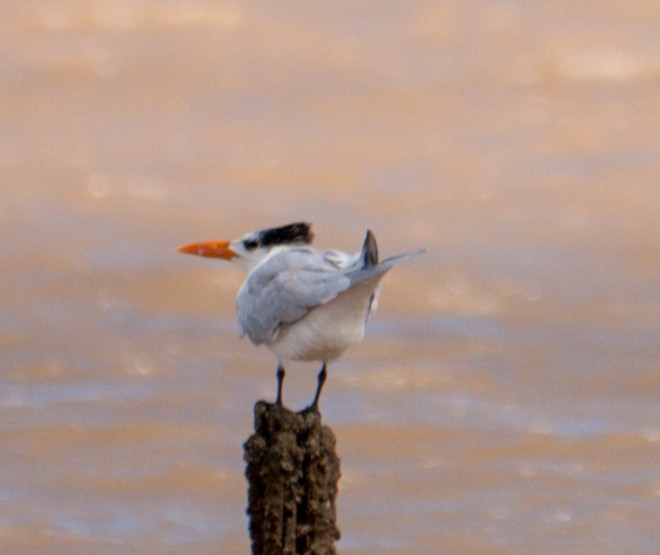 Royal Tern - ML533073741