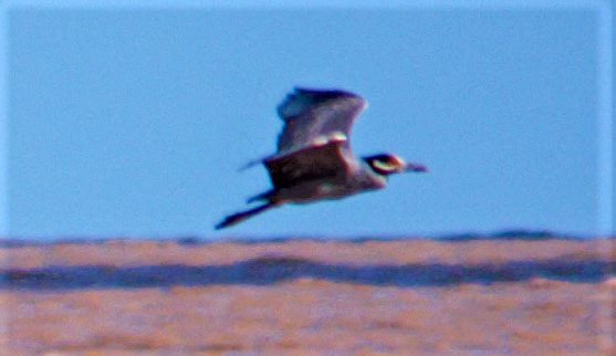 Yellow-crowned Night Heron - ML533074321