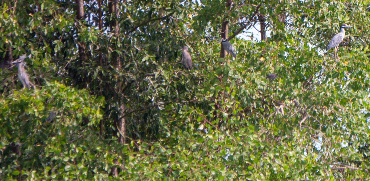 Yellow-crowned Night Heron - Jeffrey McCrary