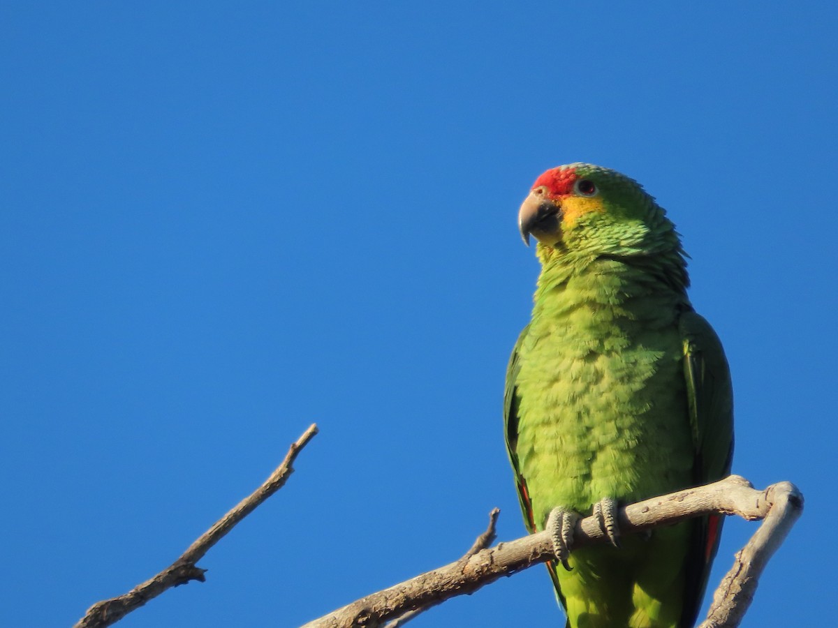 Red-lored Parrot - ML533075051