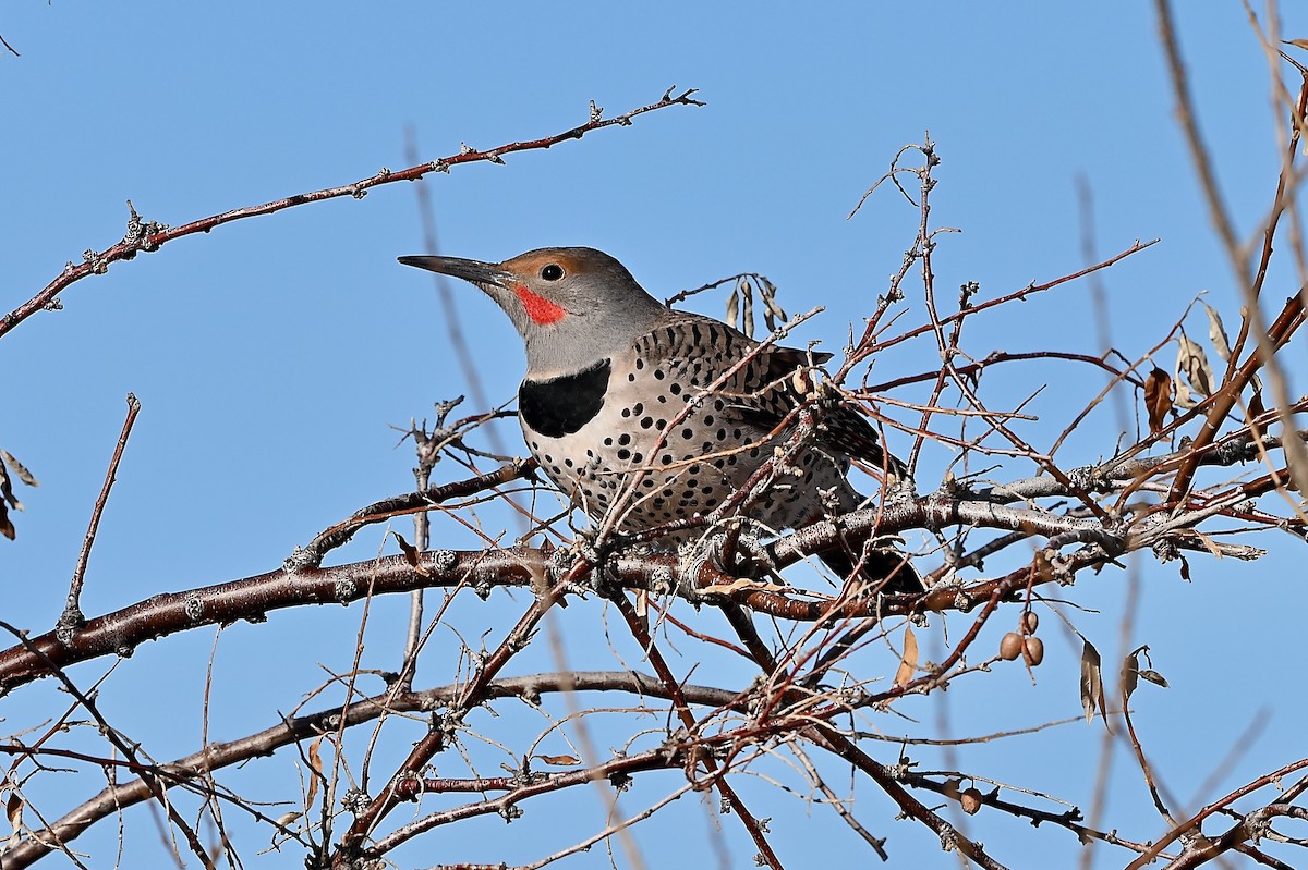 Northern Flicker - ML533075681