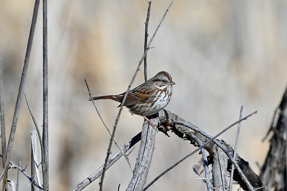 Song Sparrow - ML533075771