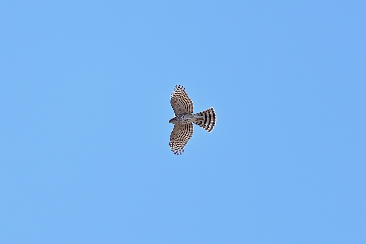 Sharp-shinned Hawk - ML533075881