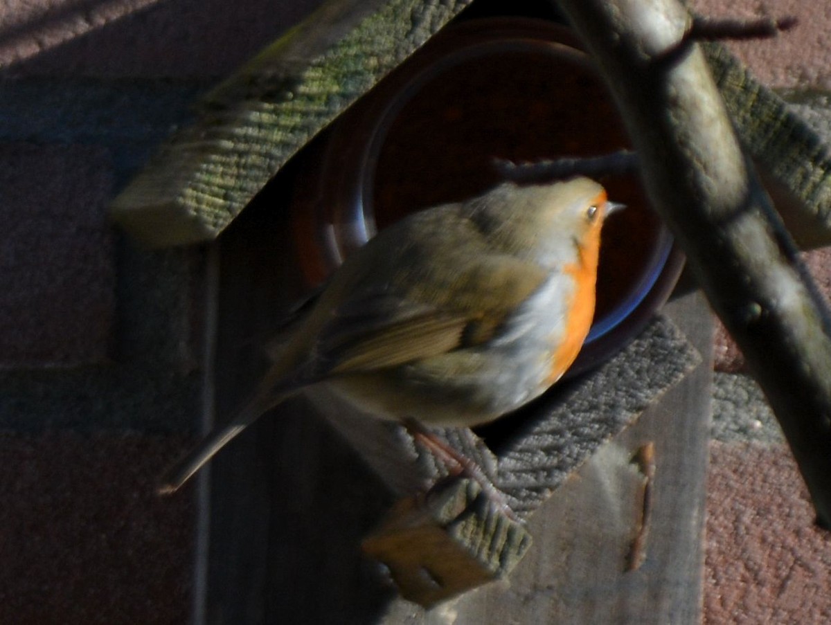 European Robin - ML533076181